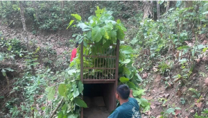 ६ वर्षीय  बालकको ज्यान लिने नरभक्षी चितुवा नियन्त्रणमा आएन
