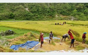चैते धान थन्क्याउने चटारोमा तनहुँका  किसान