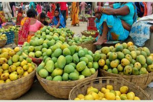 यस वर्ष सिरहामा आँप उत्पादनमा कमी