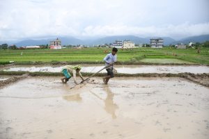 असार १५ सम्म गण्डकी प्रदेशमा २८ प्रतिशत रोपाइँ