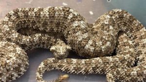 विमानमा  विषालु भाइपरसहित भारतीय तस्कर पक्राउ