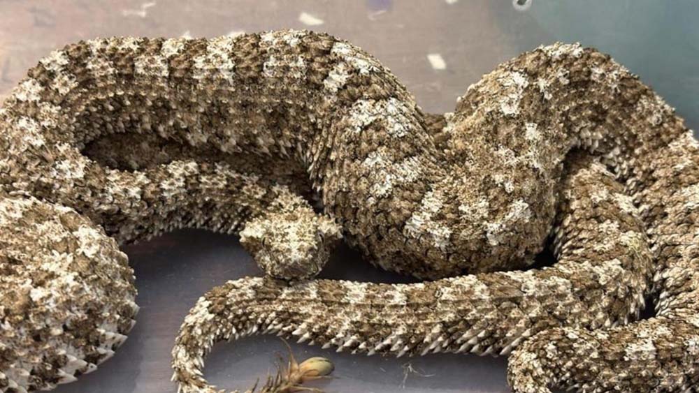 विमानमा  विषालु भाइपरसहित भारतीय तस्कर पक्राउ