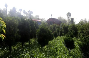 व्यावसायिक सुन्तलाखेतीमा जुट्दै भोजपुर पालुवाका किसान