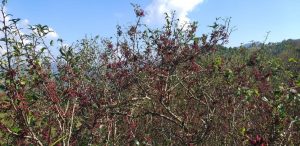 कर्णालीको समृद्धिको आधार : जङ्गल र जडीबुटी