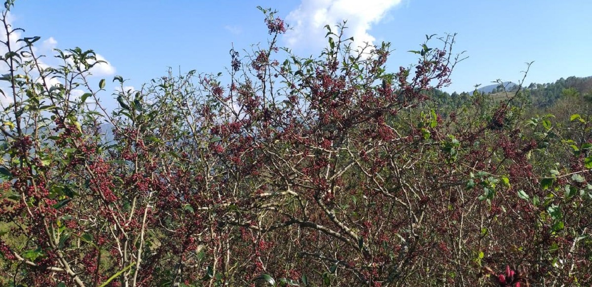 कर्णालीको समृद्धिको आधार : जङ्गल र जडीबुटी