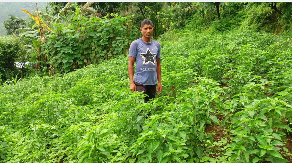 तरकारी र दूध बेचेर मासिक एक लाख आम्दानी