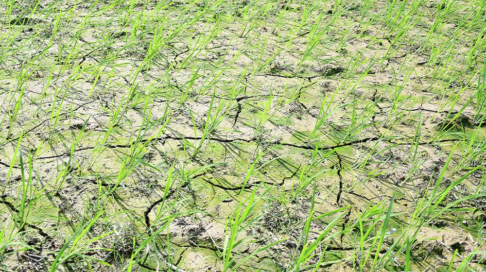 खडेरीले रोपेको धान सुक्न थाल्यो, गर्मीले जनजीवन कष्टकर