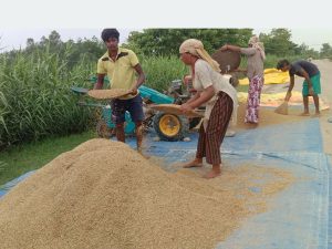 चैते धानको समर्थन मूल्य निर्धारण गर्न किसानको आग्रह