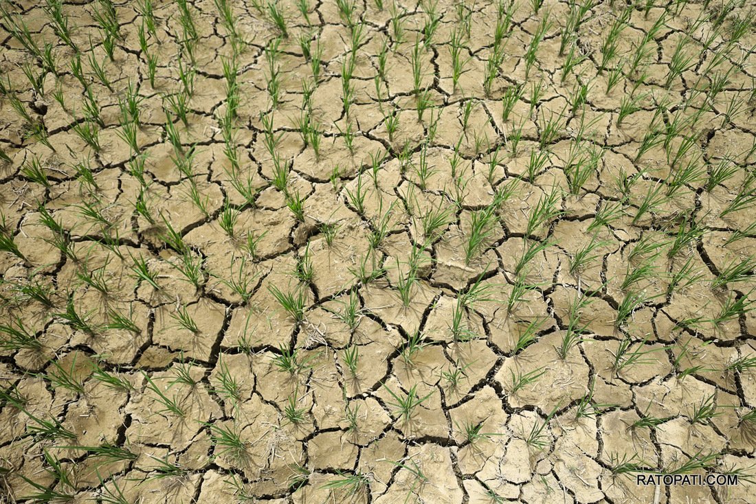 मधेस प्रदेशमा विज्ञहरूले दिए कृषि बाली परिवर्तन  गर्ने सुझाव