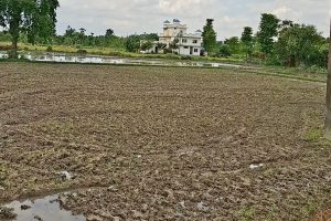झापामा पर्याप्त वर्षा नहुँदा रोपाइँ प्रभावित