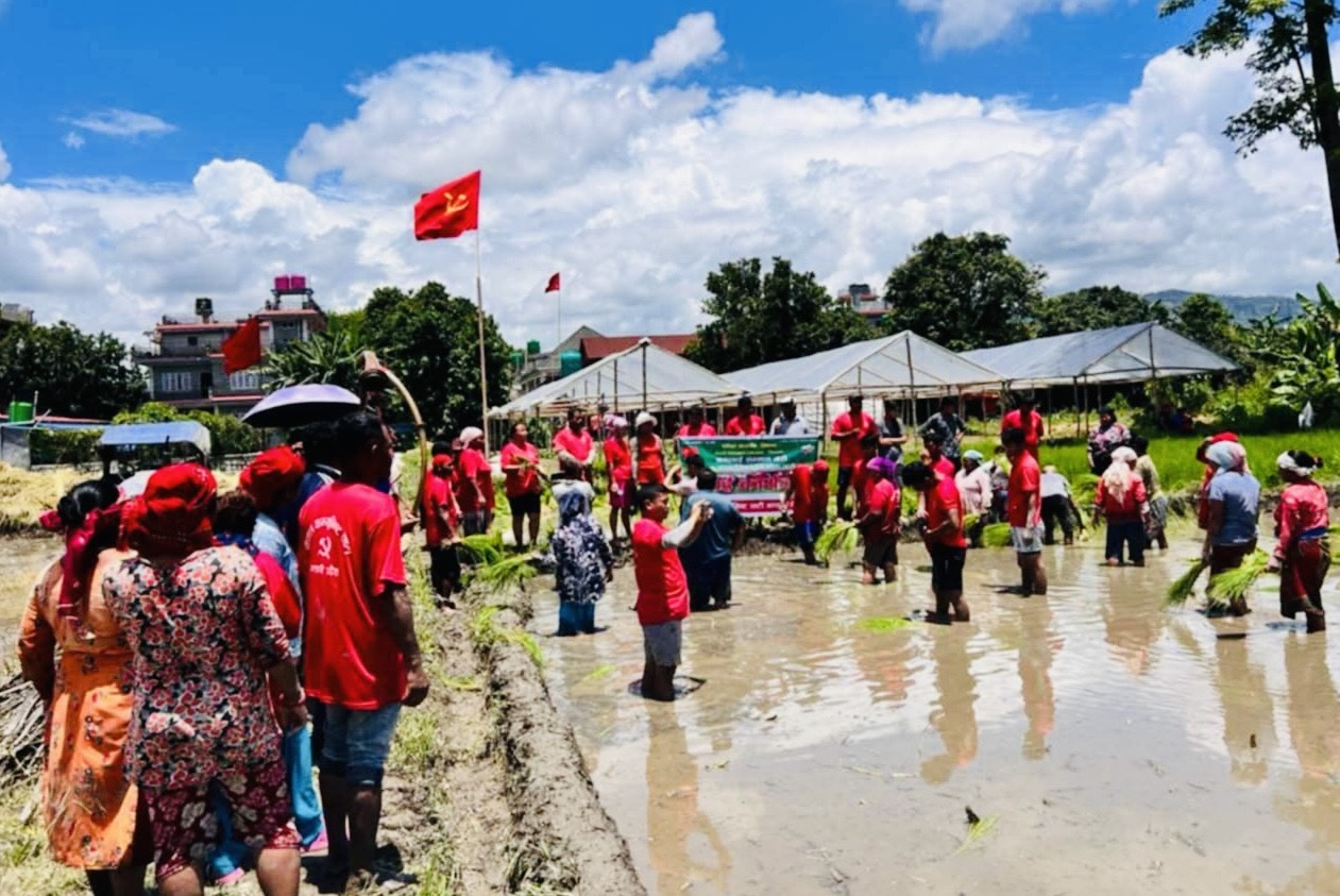 गण्डकीमा नेकपाले गर्‍यो झन्डै १५ बिगाहामा सामूहिक रोपाइँ