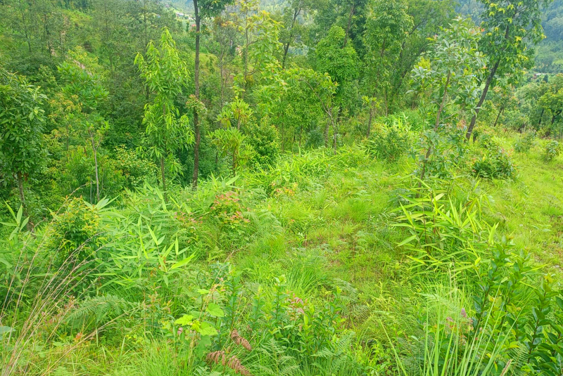 बागलुङको रेशमा वनको झाडी फाँडेर तीन सय रोपनी क्षेत्रमा निहुरो र अम्रिसोखेती