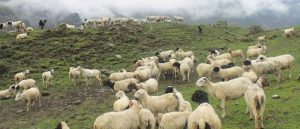 जुम्लाको राक्सेस्थित पाटनमा पहिरो जाँदा चरीरहेका १३ भेडा पुरिए