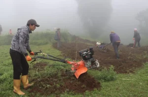तेह्रथुमका किसान व्यावसायिक रूपमा सिस्नुखेती गर्दै
