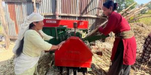बाँझिएका बारीहरुमा उखुखेती लगाउँदा…