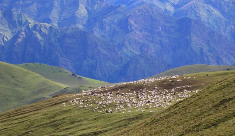 पर्यटकलाई आकर्षित गर्ने बुकीपाटनका भेडीगोठ