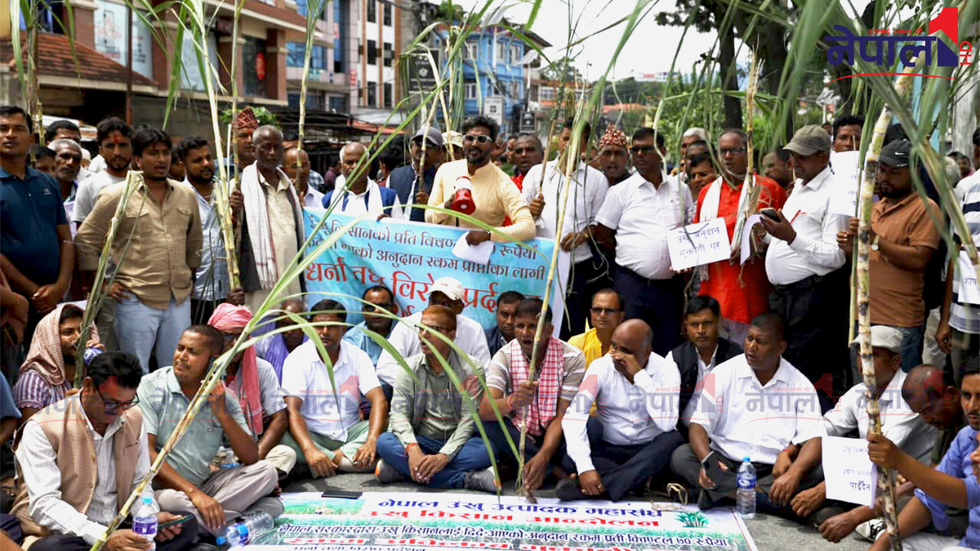 बक्यौता माग्दै किसानहरु उखु बोकेर माइतीघरमा बसे धर्ना, तस्बिरहरू