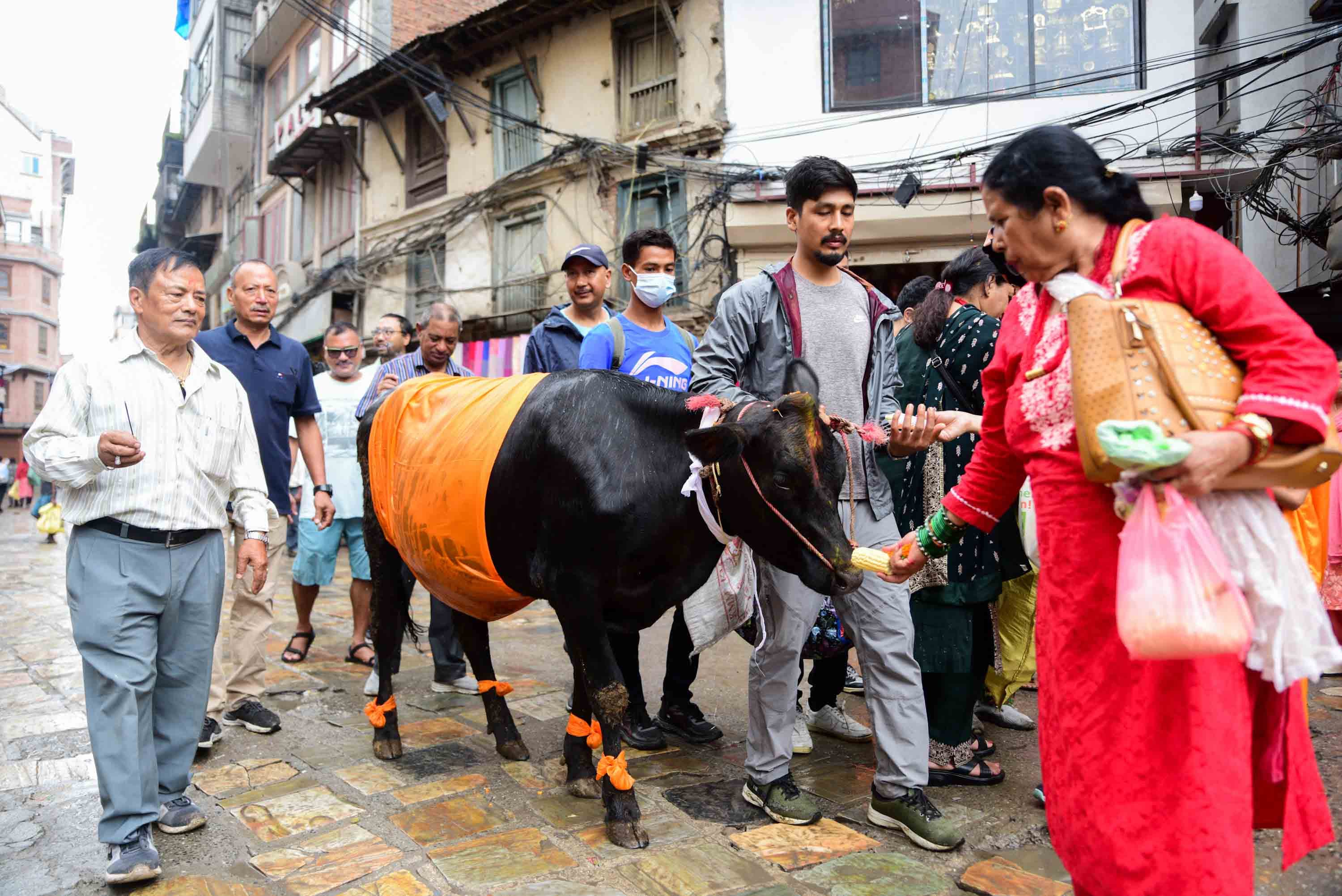 भाद्रकृष्ण प्रतिपदा : देशभर मनाइयो पहिलो दिनको गाईजात्रा
