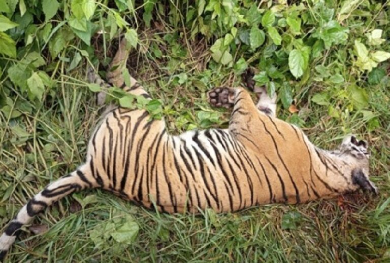पर्साको ठोरीमा पाटे बाघ मृत भेटियो