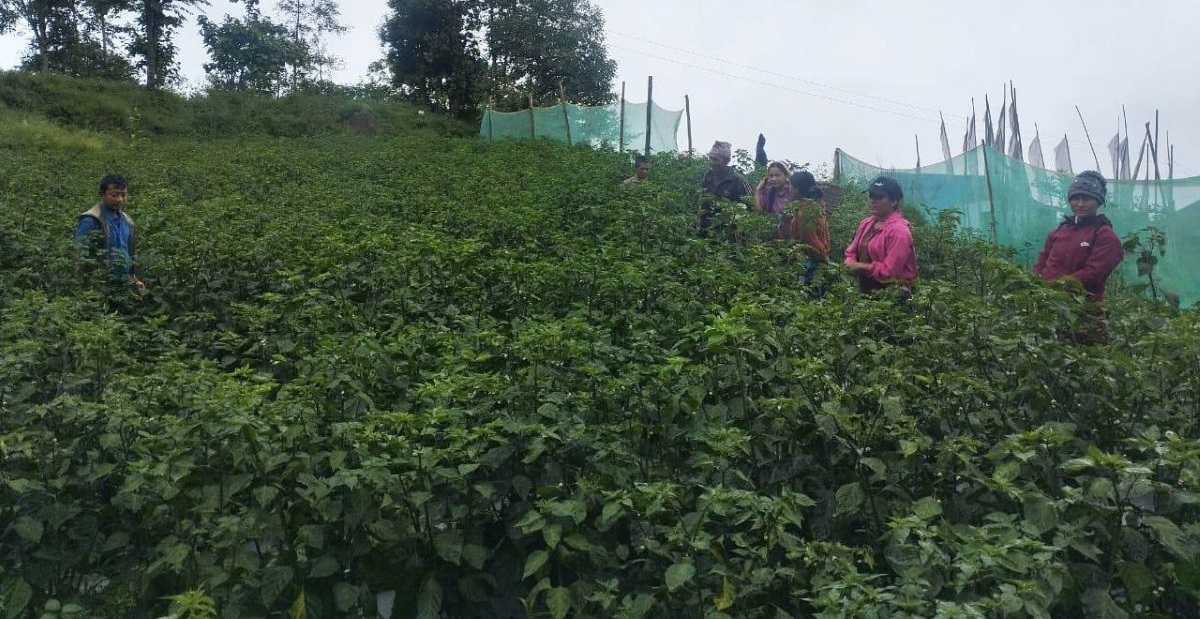 व्यावसायिक अकबरे खुर्सानीखेती फस्टाउँदै