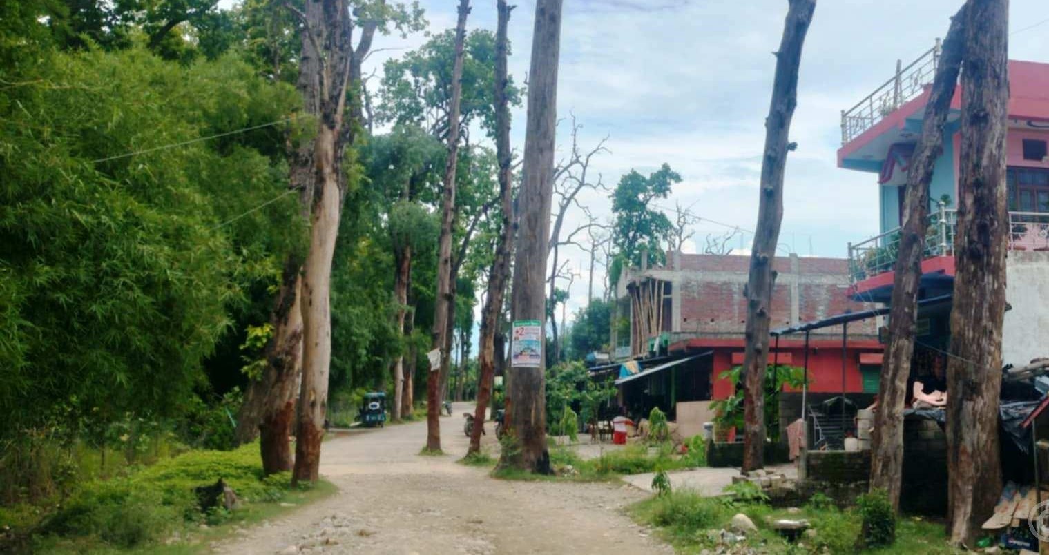 वनसमिति–कसरौल सडक जोखिमपूर्ण