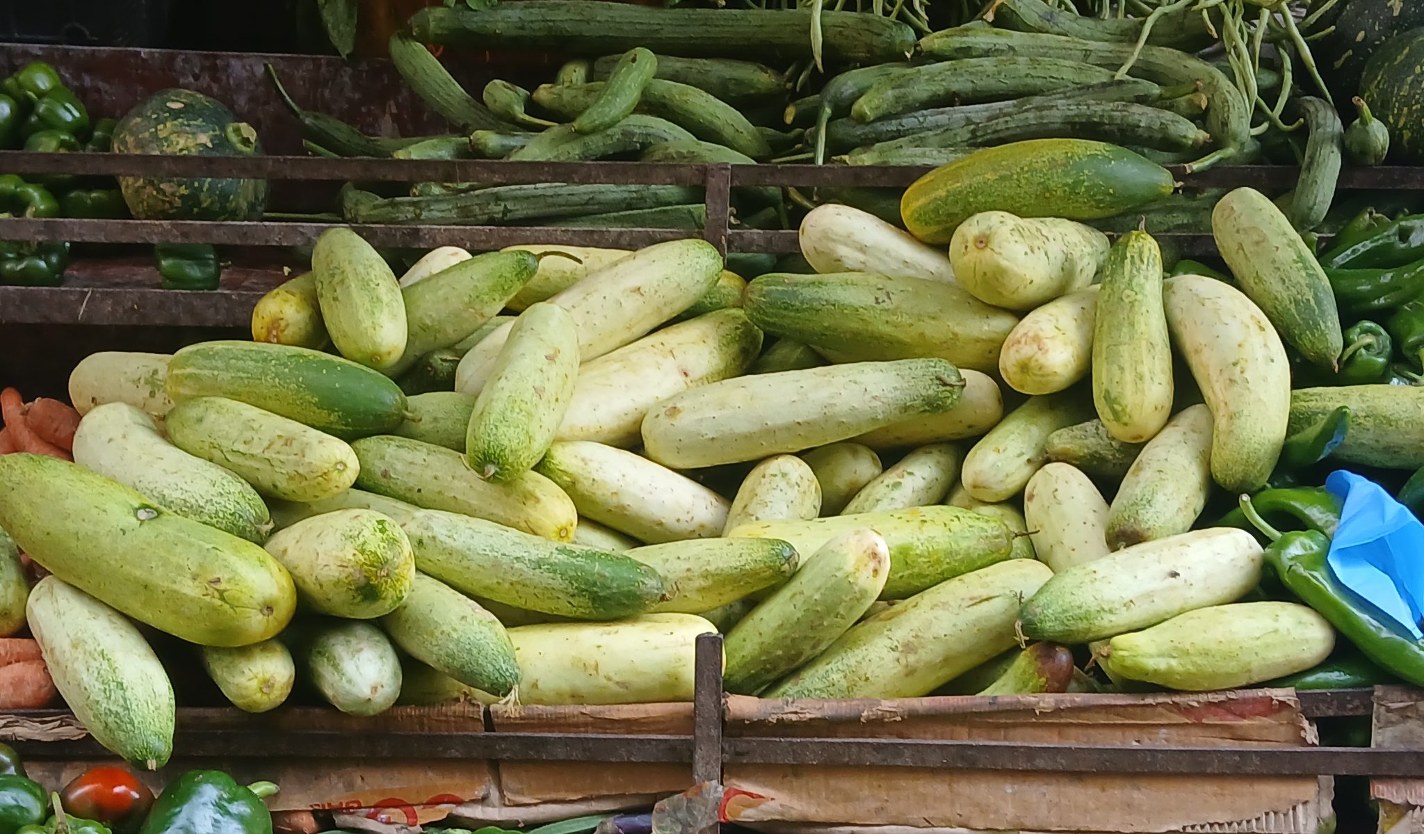 काँक्रोले दक्षिण धादिङका किसान निराश