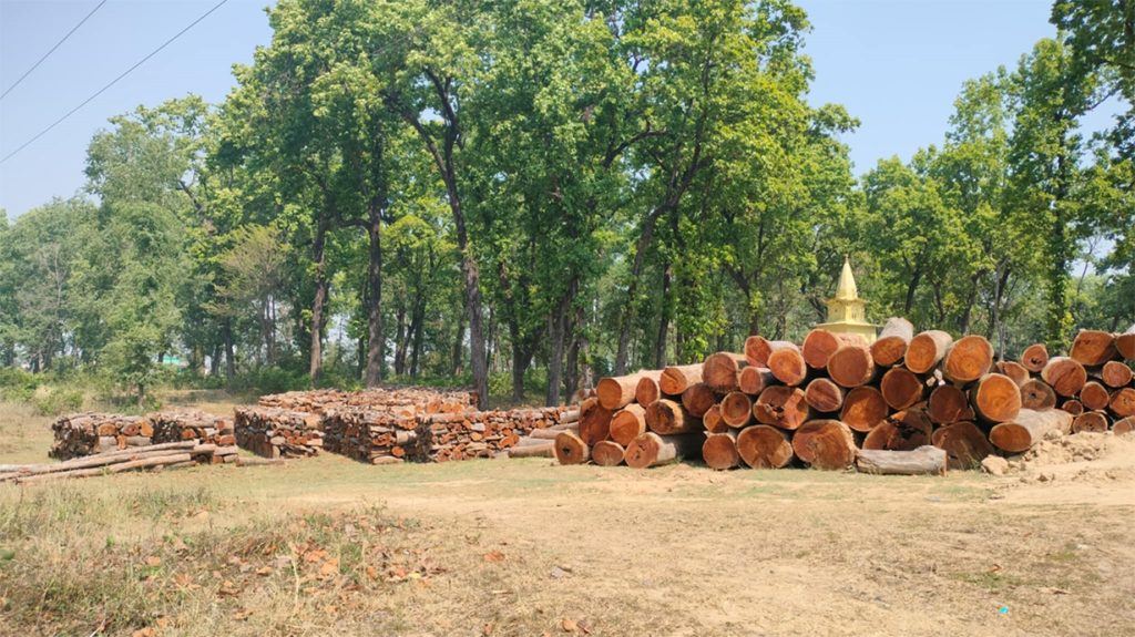 नीति अभावले कञ्चनपुरमा करोडौँको काठ वनमै कुहिँदै