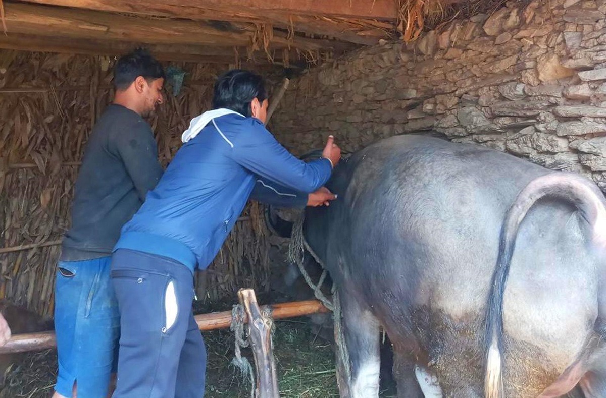 बागलुङमा एक लाख ९३ हजार पशुचौपायालाई खोप