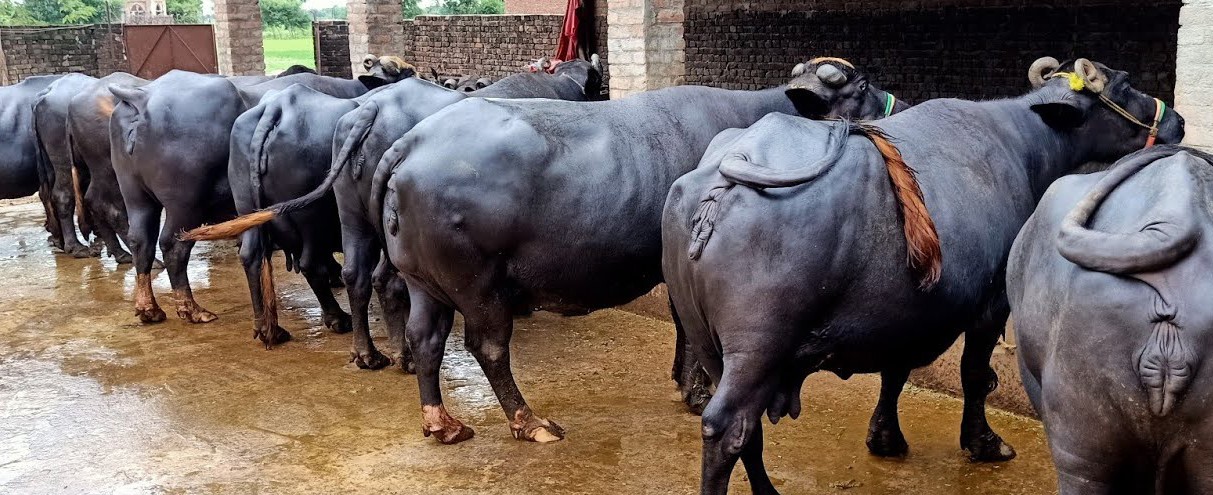 मधेसका २५ पालिकामा पशुपक्षी उपचार केन्द्र निर्माण गरिँदै