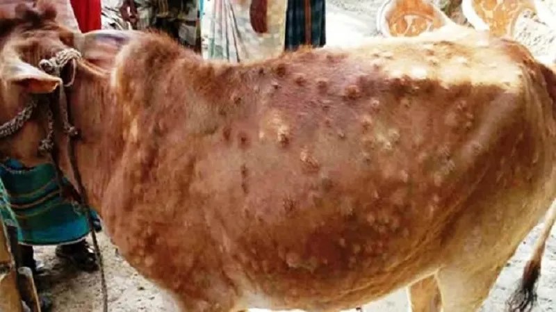 काभ्रेको पशुचौपायामा ‘लम्पी स्किन’ सङ्क्रमण