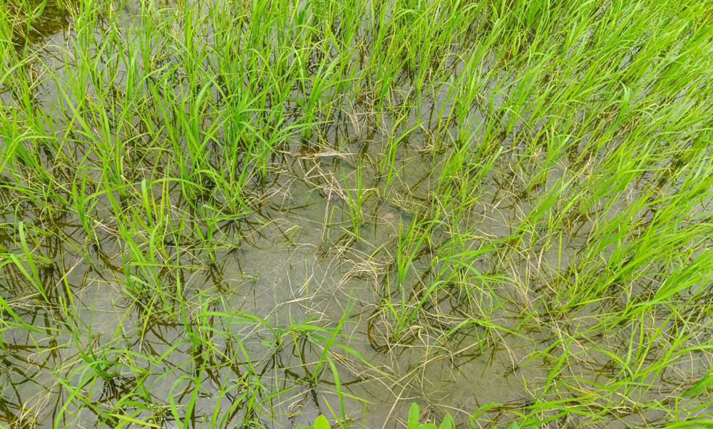 धानबालीमा  मरुवा रोगको समस्या