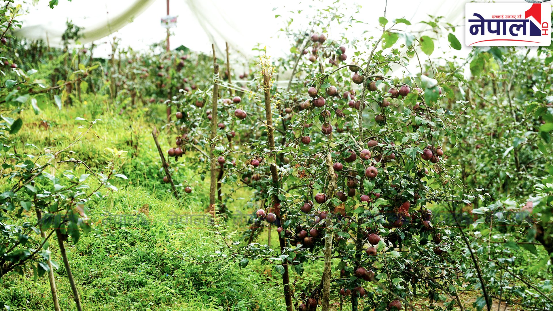 गोरखाको अजिरकोटमा पहिलो पटक फल्यो स्याउ (तस्बिरहरू)