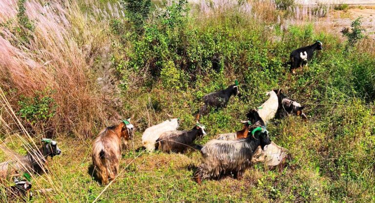 च्याङ्ग्रा व्यापारीको दुःखः दसैँ खर्च जोहो गर्न डोल्पादेखि बागलुङ