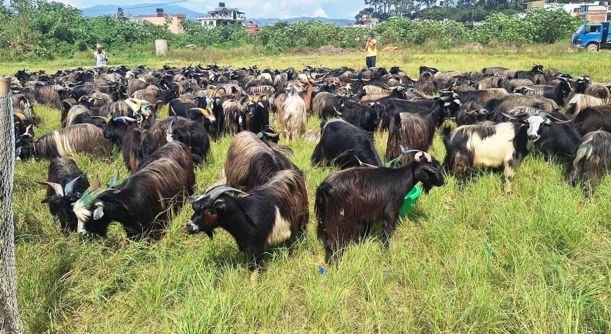 भक्तपुरमा दसैँका लागि च्याङ्ग्रा ल्याइयो