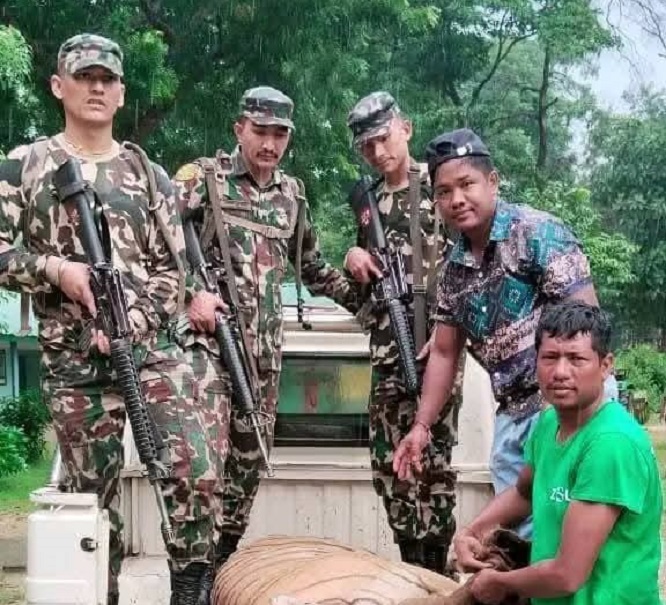 चार जनाको ज्यान लिने नरभक्षी बाघ नियन्त्रणमा