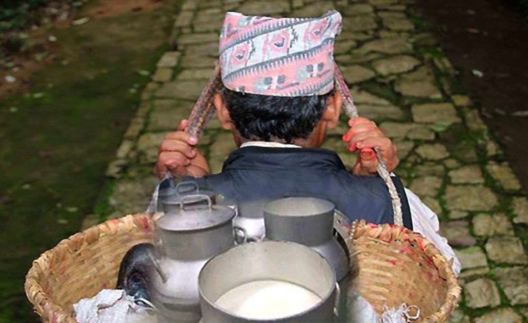 दूग्ध उत्पादनमा  किसानलाई अनुदान