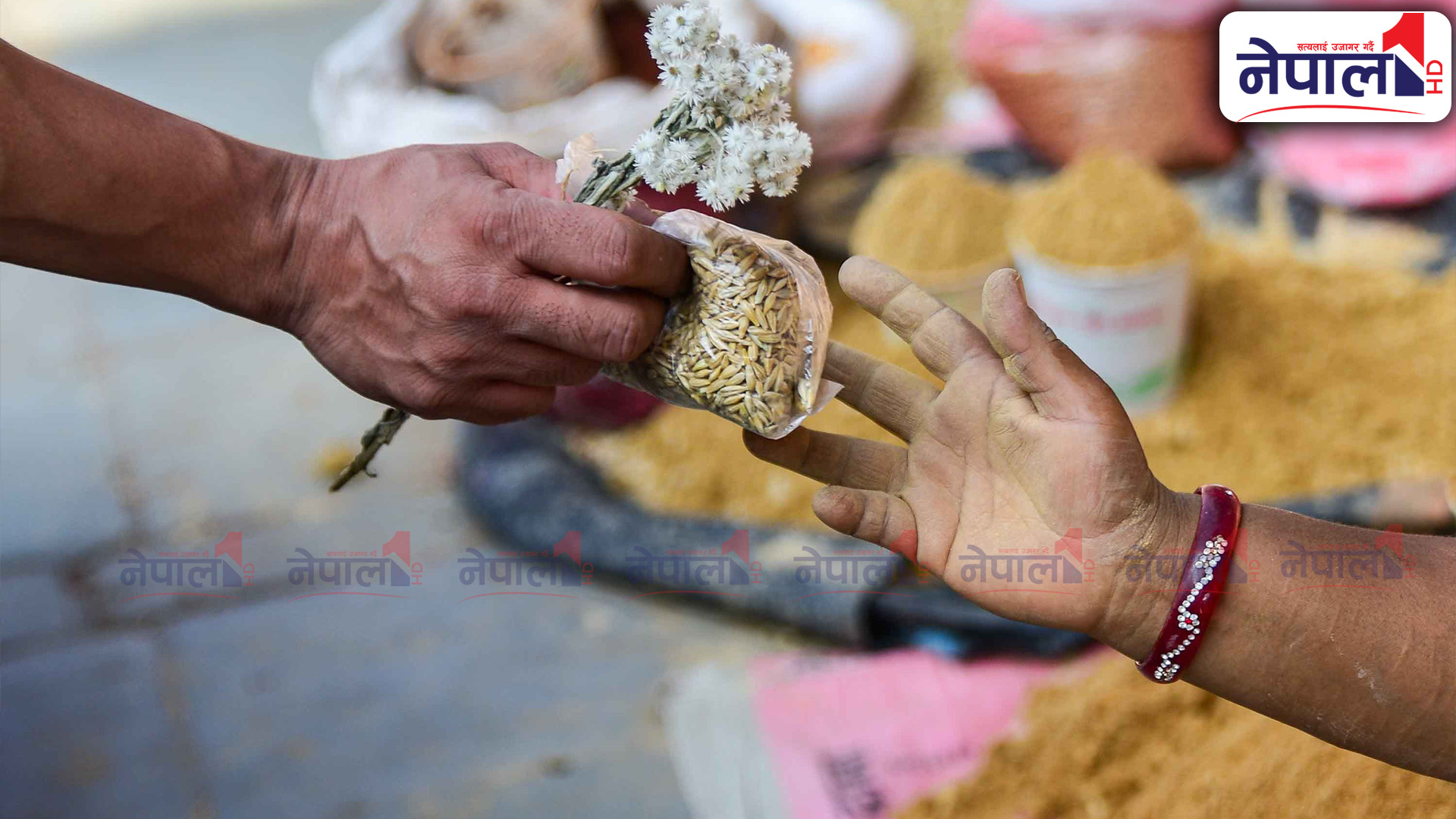 भोलिको घटस्थापनाका लागि जमरा राख्ने सर्दाम बिक्री सुरु (तस्बिरहरू)