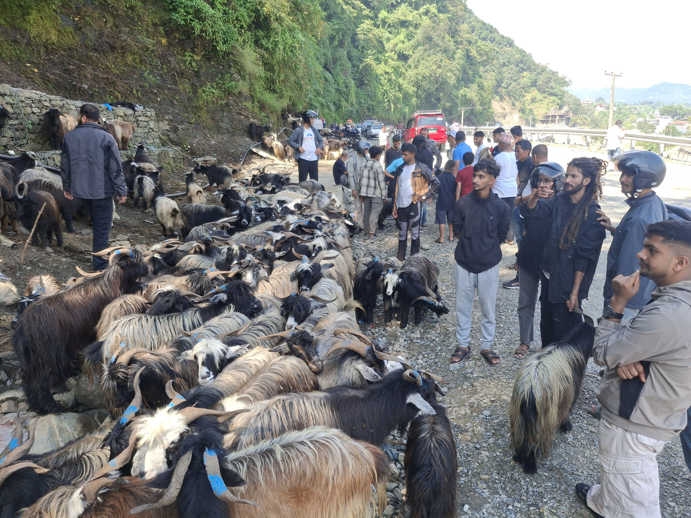 राजमार्ग अवरोधले बढ्यो खसी–बोकाको भाउ
