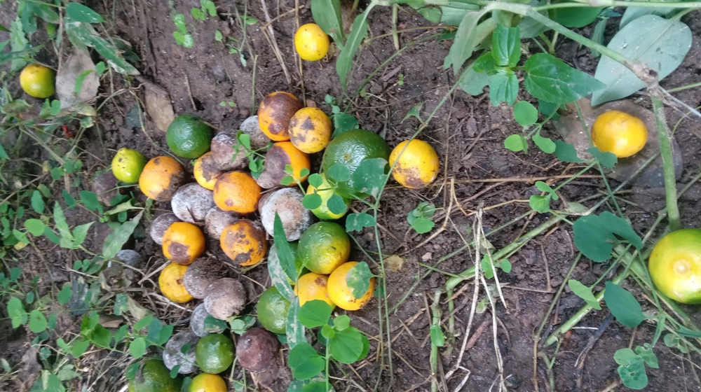 सुन्तलामा फल झर्ने रोग देखियो, चिन्तामा किसान