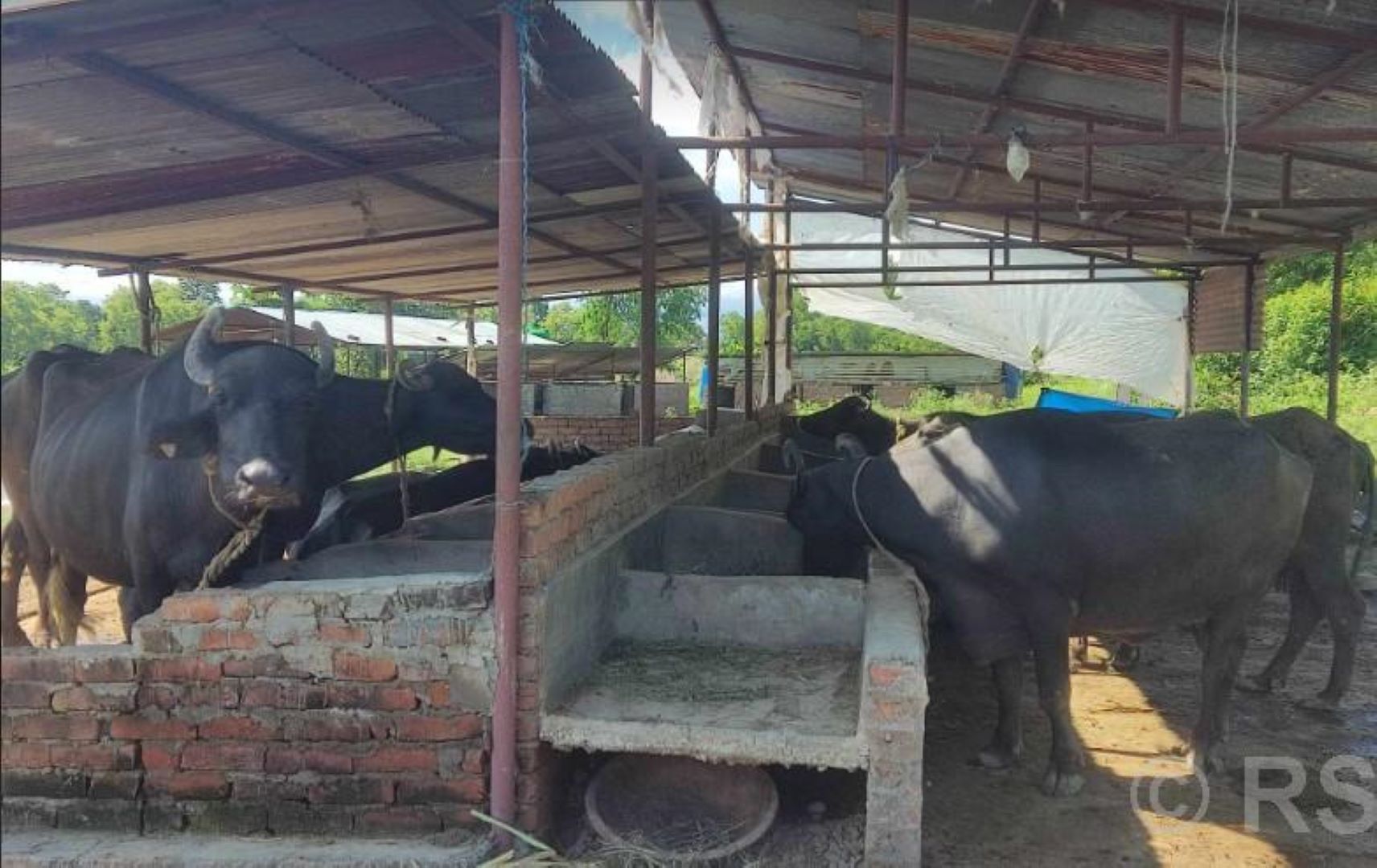दूध बिक्री गरेर मासिक एक लाख आम्दानी
