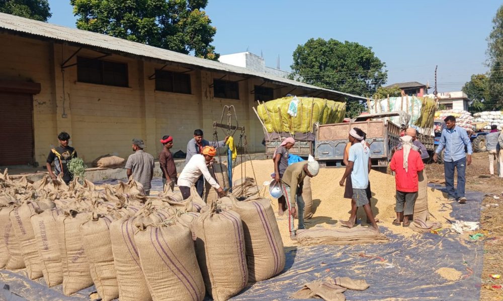 समयमै धानको समर्थन मूल्य नतोक्दा मर्कामा किसान