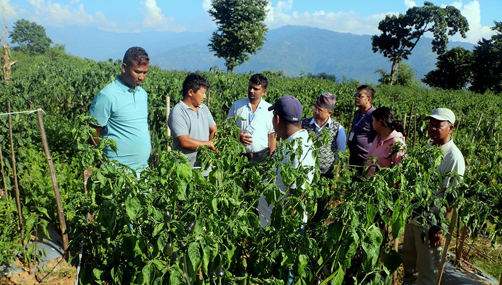 पौवादुङमाको अकबरे खुर्सानी खेती, देशभरका किसानका लागि अध्ययन केन्द्र