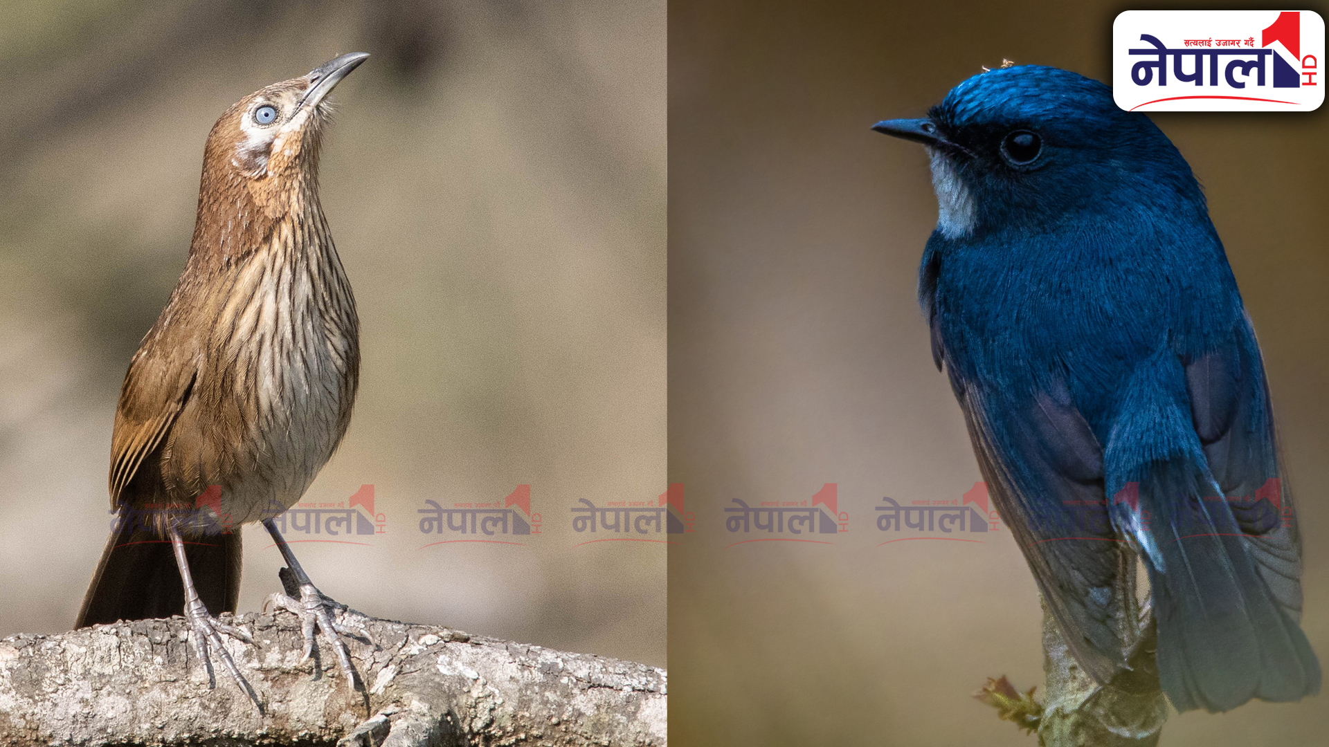 नेपाल विश्वभरका पर्यटकहरूको आकर्षक गन्तव्य (तस्बिरहरू)
