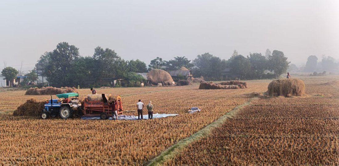दिपावलीको उमङ्ग छाइरहँदा किसानलाई धान भित्र्याउन भ्याइनभ्याई