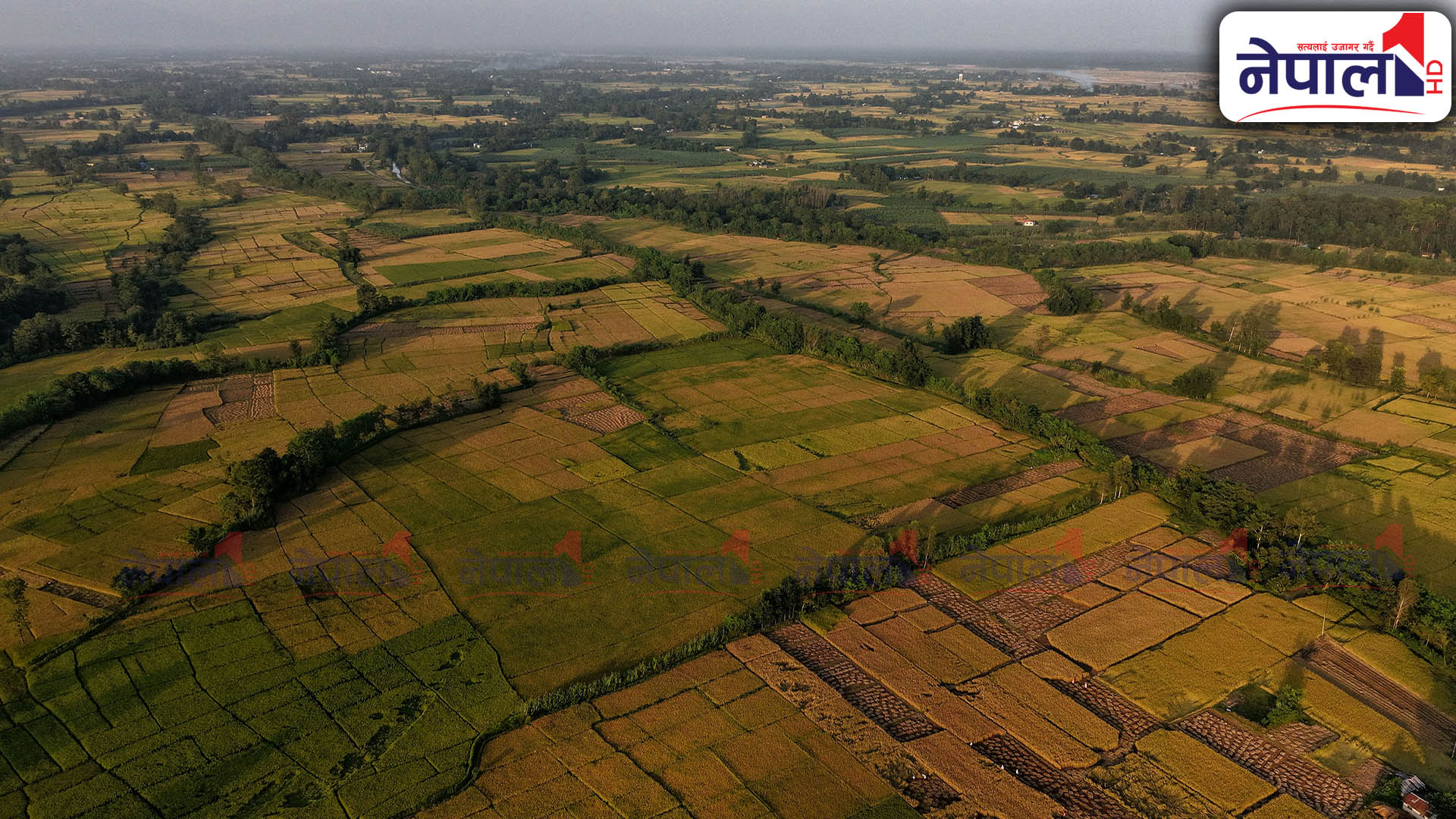 धानखेतमा नवजात शिशु फेला