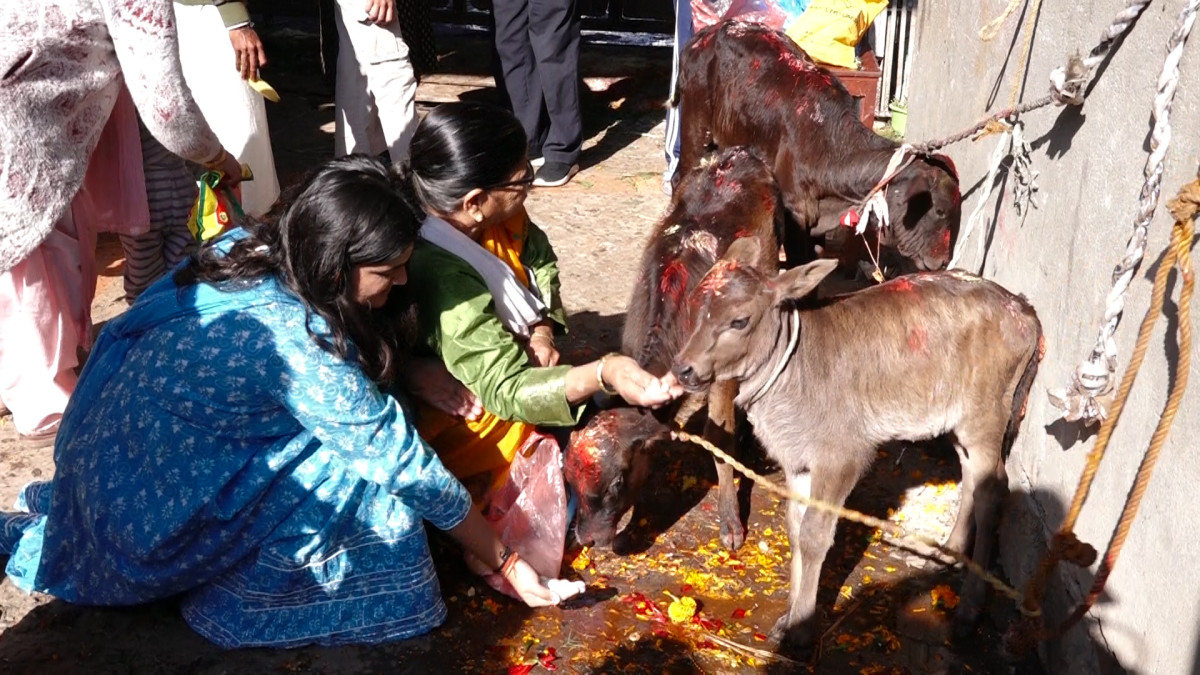तिहारको चौंथो दिन गरियो गाई पूजा