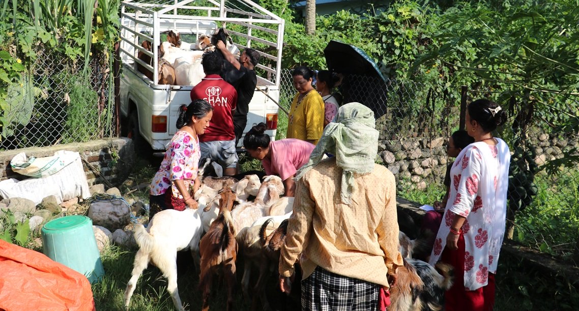 महिला नेतृत्वको सहकारीले बेच्यो ३५० वटा खसी–बोका