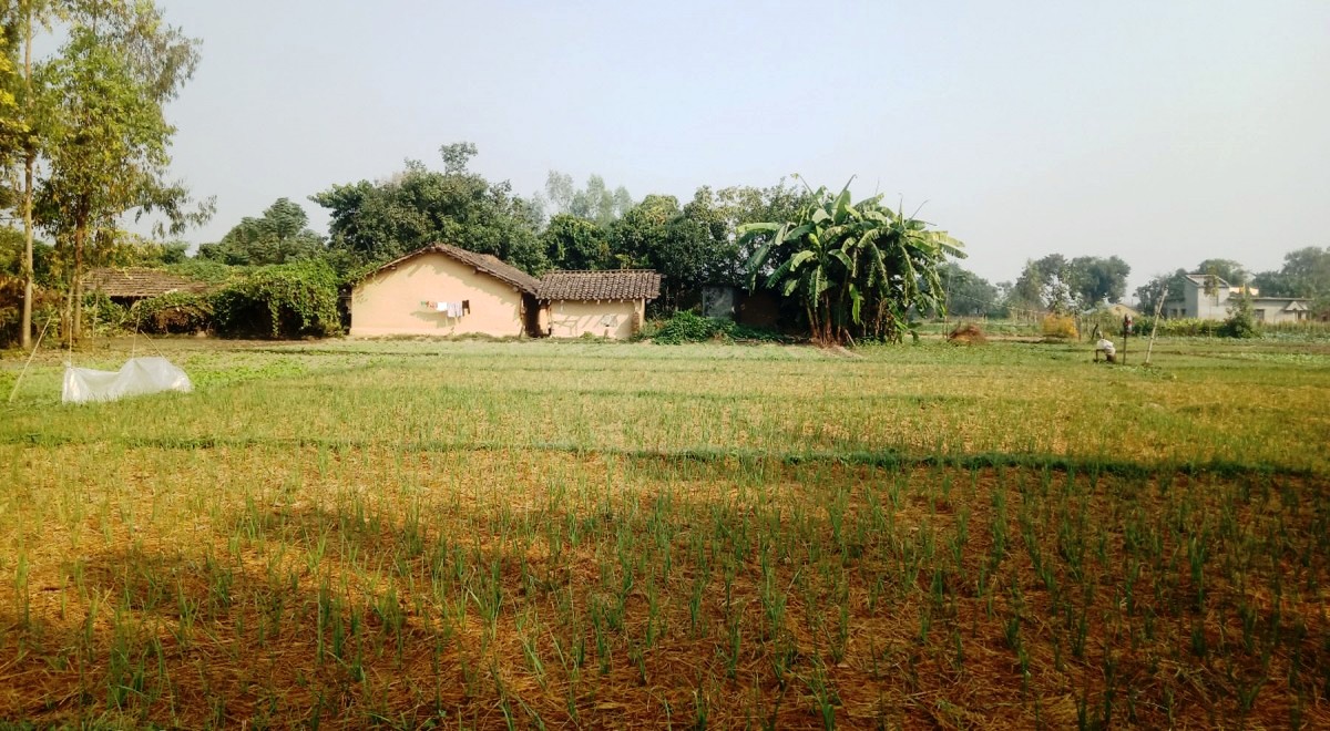 जिरो टिलेज प्रविधिबाट लसुन रोपेर मनग्ये आम्दानी