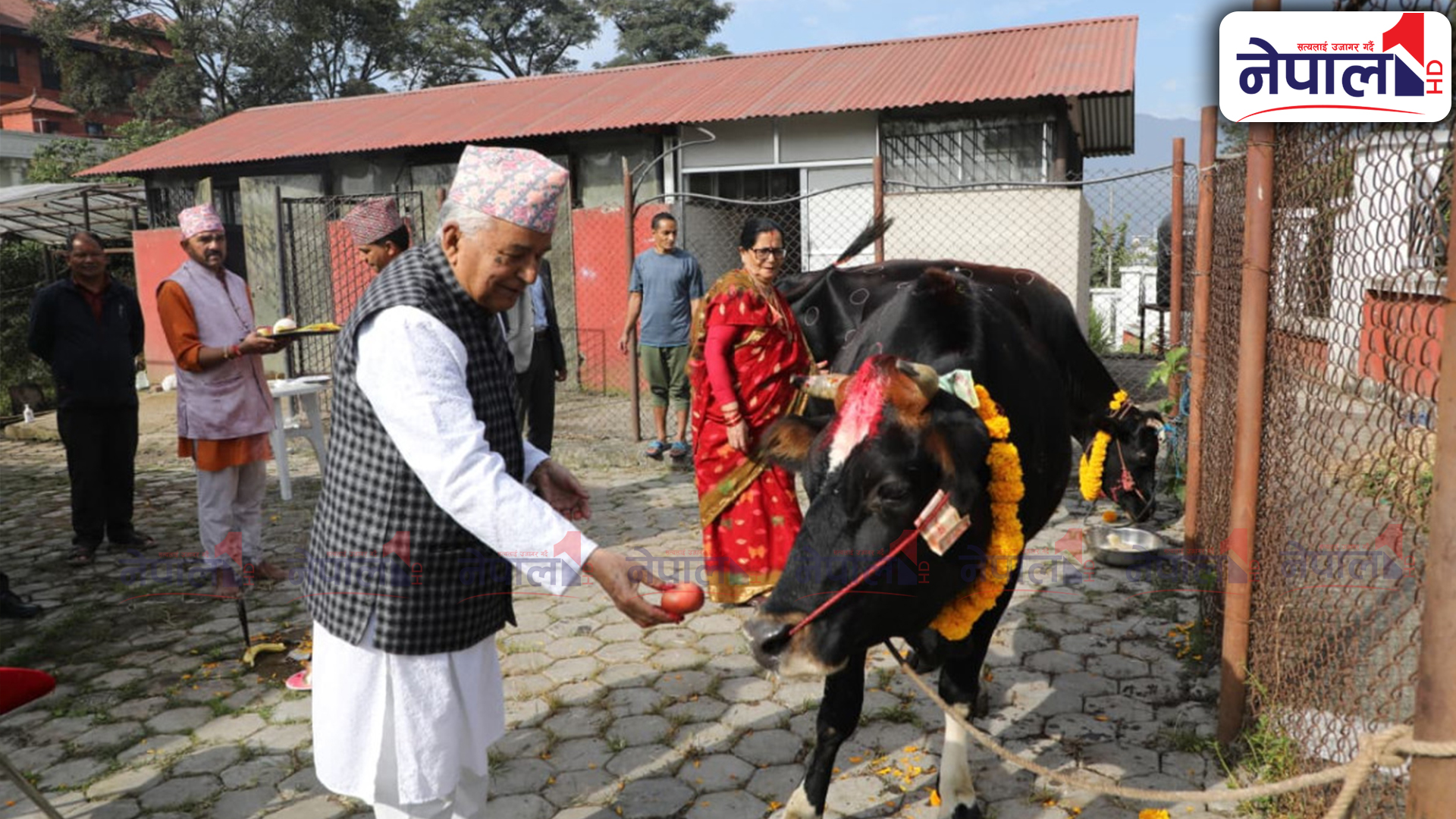राष्ट्रपति पौडेले गरे शीतल निवासमा गौ पूजा (तस्बिरहरु)