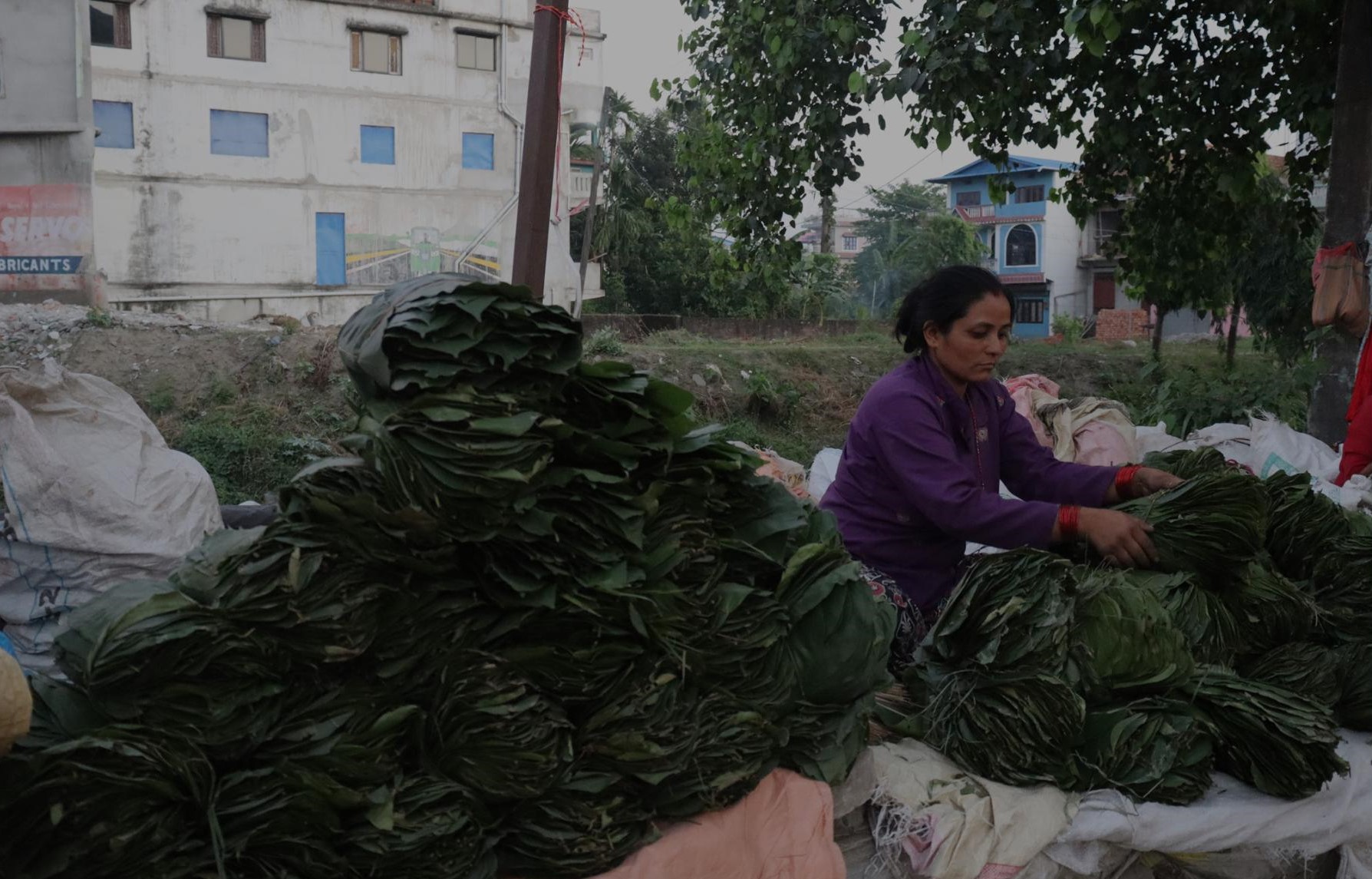 सालको पात बेचेर चाडपर्व खर्चको जोहो